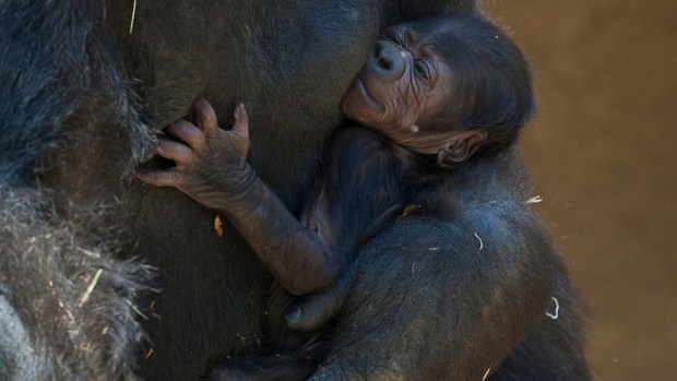Tuesday Watch List: MONKEY MONKEY MONKEY