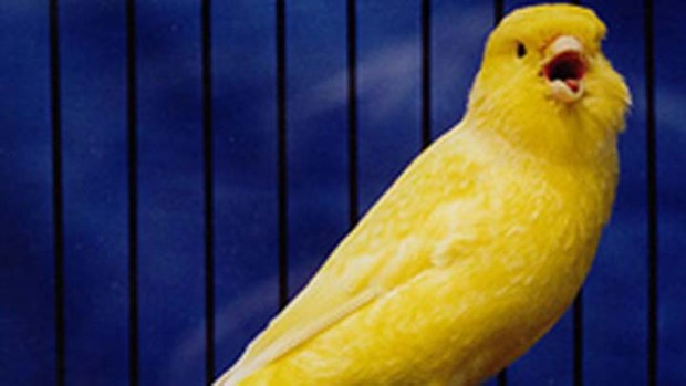 San Jose Voters: The Canary in the Coal Mine