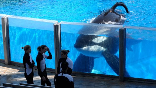 Tilikum, Star of 'Blackfish,' Dies in Captivity at SeaWorld