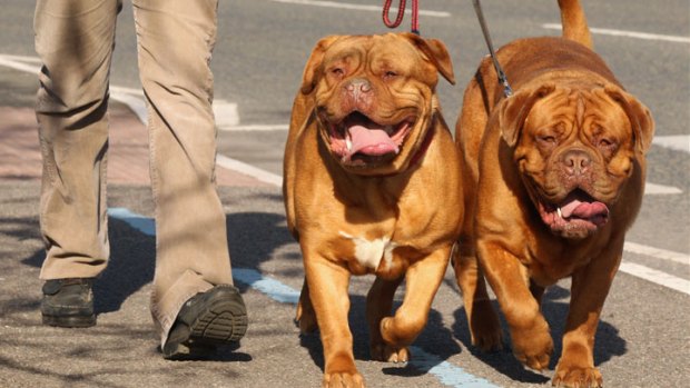 Dog-Friendly Places in San Diego