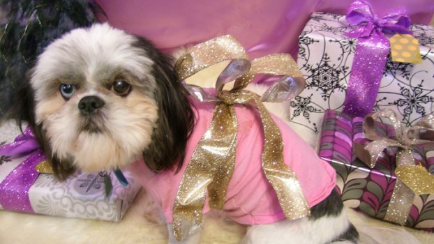 Pamper Your Pooch This Holiday Season