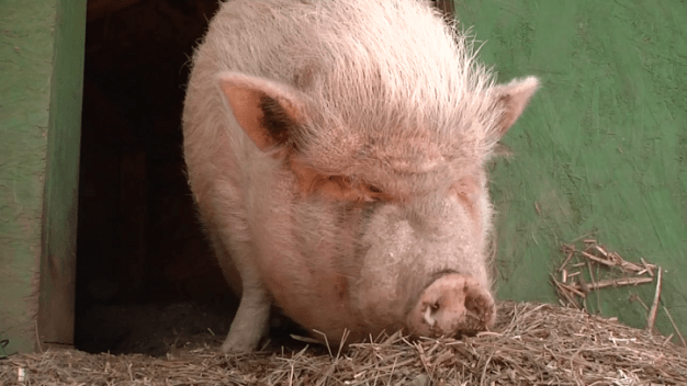 200-Pound Pig Runs Through Vista