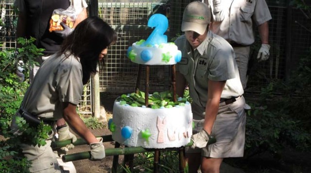 A Panda's Terrible Twos 