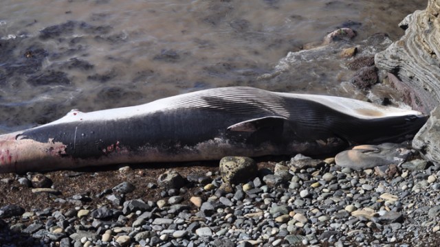 Images: Dead Whale Washes Up in Point Loma
