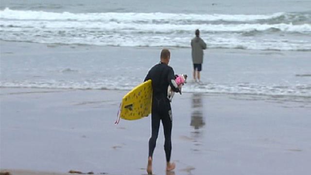 Surf's Up Dogs