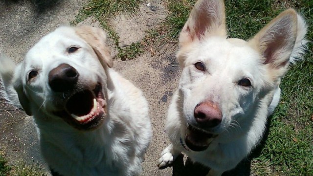 Images: Dogs Allegedly Beat to Death 