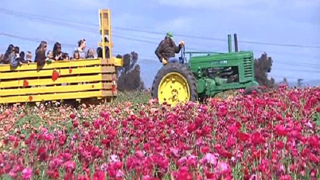 The Carlsbad Flower Fields Are in Bloom