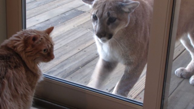 Cat Stares Down Mountain Lion