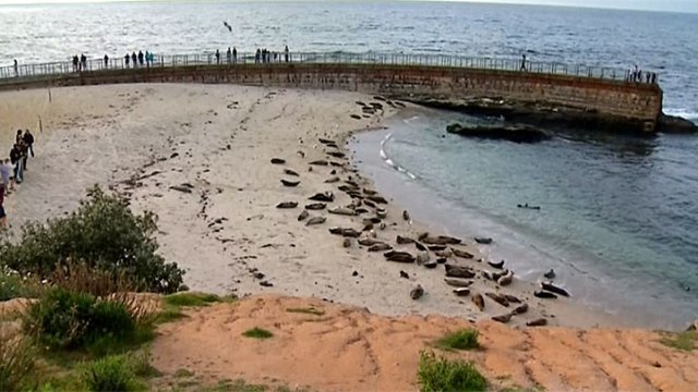 Images: Children's Pool Controversy