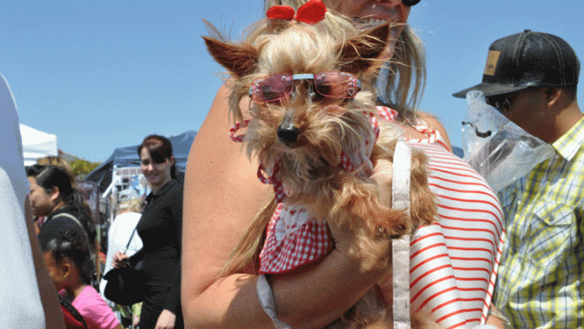 Pups, Poodles, and Plenty of Sunshine