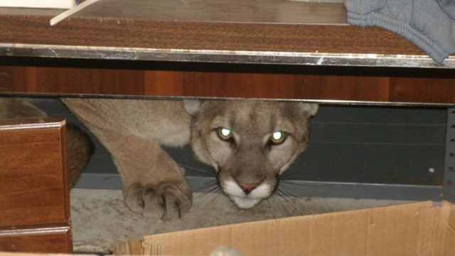 Mountain Lion Found in Hesperia Garage