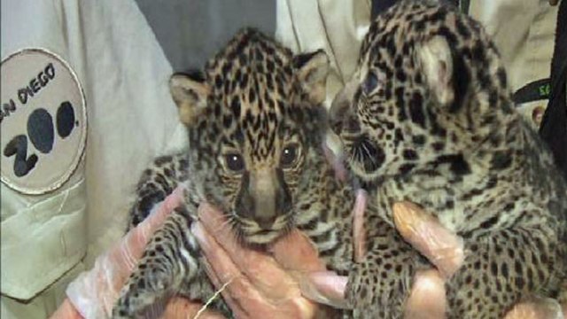 San Diego's Cutest Critters 