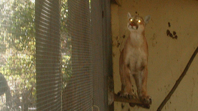Mountain Lion Gets Trapped in Chicken Coop