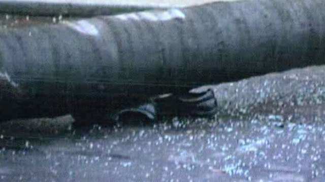 Man Sues City of San Diego Over Fallen Palm Tree