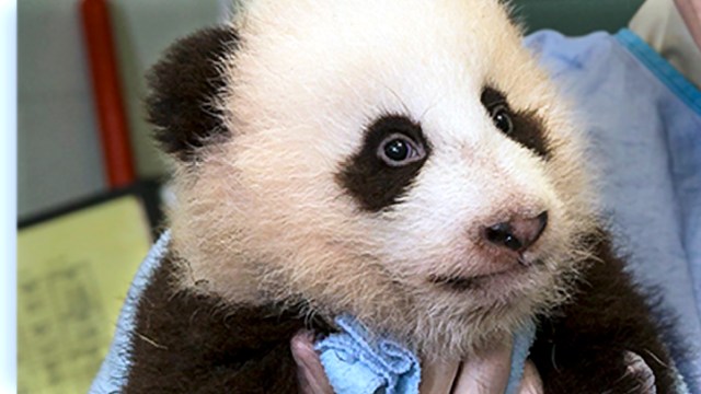 Panda Cub Naming Ceremony