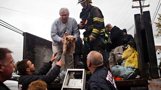 Sandy: Animal Survivors Images