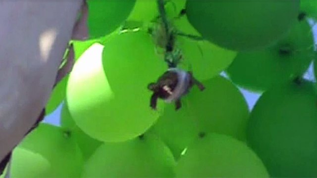 Turtle Taped to Balloons in Oceanside: Images