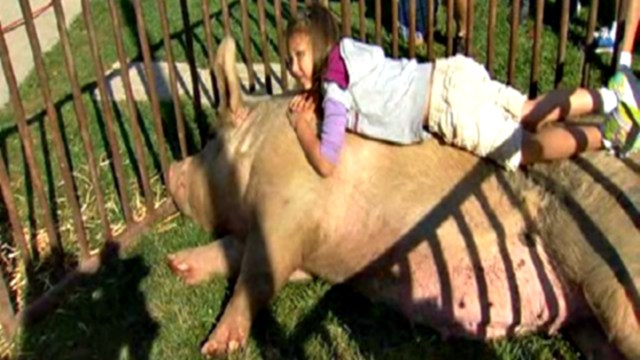 Principal Kisses 600-Pound Pig