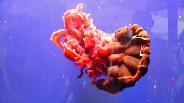 Black Jellyfish Seen in San Diego