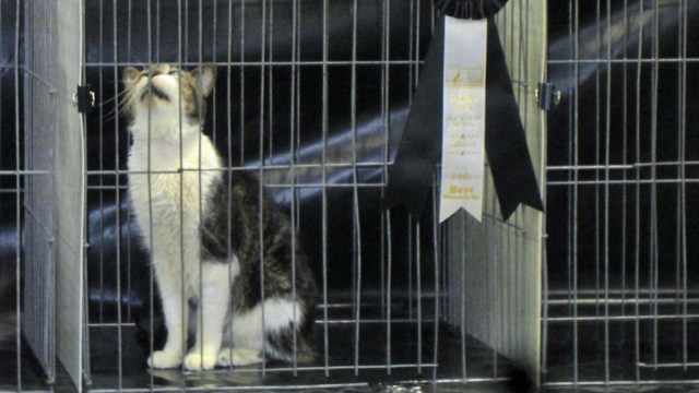 Blind Shelter Cat Wins Big at Pet Show