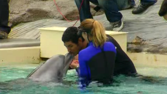 Children Patients Interact With Dolphins