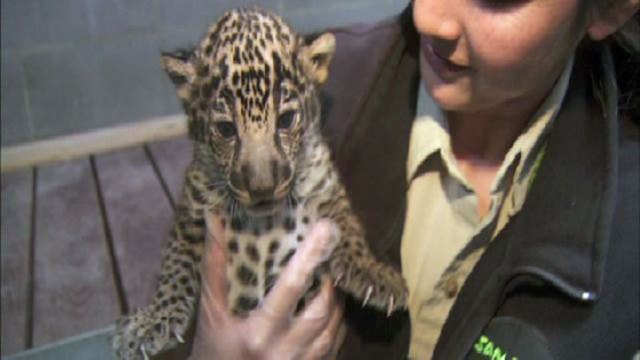 San Diego Zoo's Jaguar Cubs in Images 
