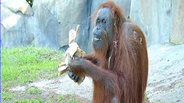 Orangutan Celebrates 50th Birthday