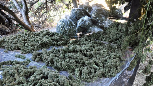 Pot Grow Network Nabbed by Feds