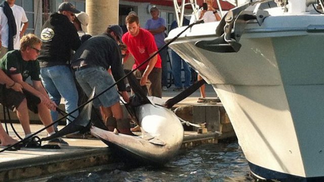 Giant Shark Caught Off Southern Calif. Coast