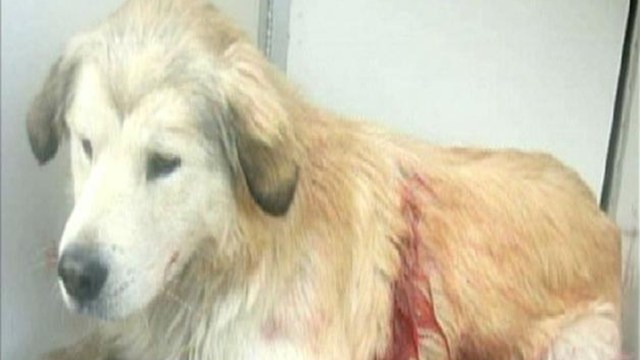 'Chance' the Dog Meets New Family