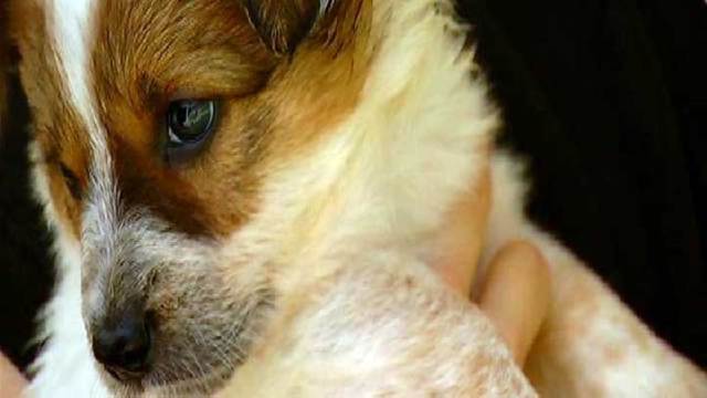 San Diego's Best Animal Stories 2011