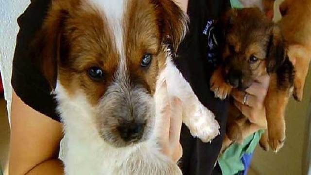 Drainpipe Puppies Up for Adoption