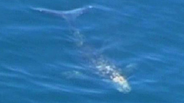 January Whale Sightings