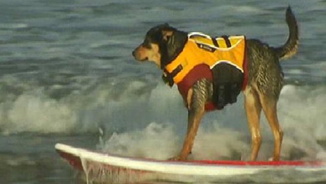 See Spot Surf: Surf Dog Competition