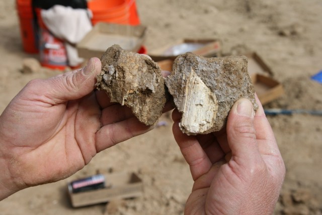 Images: Giant Sloth, Mammoth and Whale Uncovered