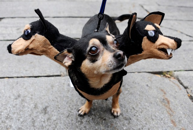 Our 10 Favorite Pet Costumes