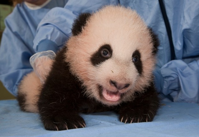 San Diego's Cutest Critters 