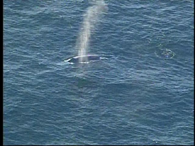 Whales Spotted Off Del Mar Coast