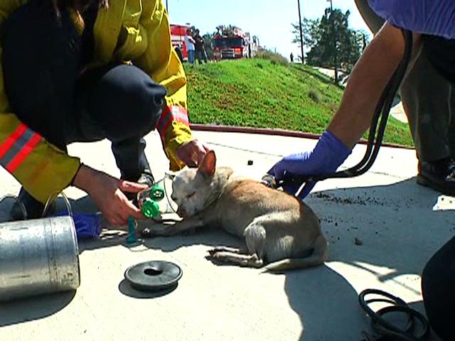 Images: Firefighters Save Dog 