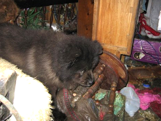 Animal Hoarding Cases