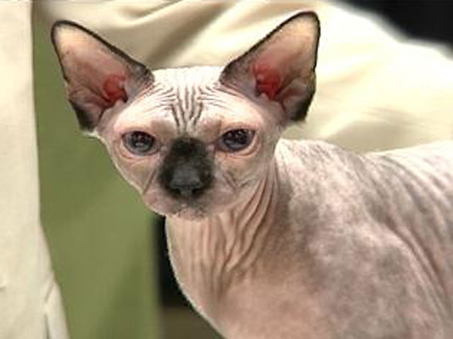 The Biggest Cat Show in the West