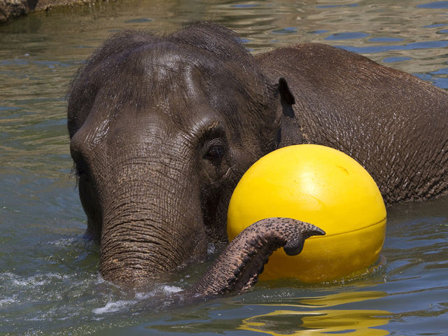 Pachyderm's Party in the Pool