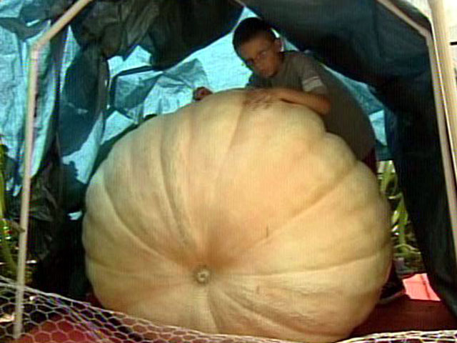 Grower Hopes for Record-Breaker