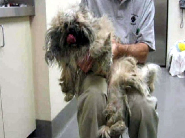 Stray Dog ID'd by Microchip
