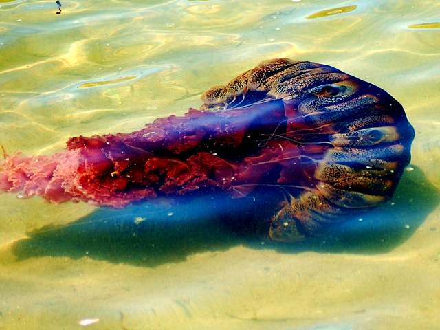 Images: Giant Jellyfish Spotted in San Diego Waters