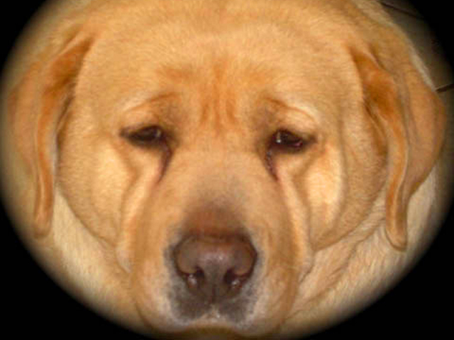San Diego's Biggest K9 Loser