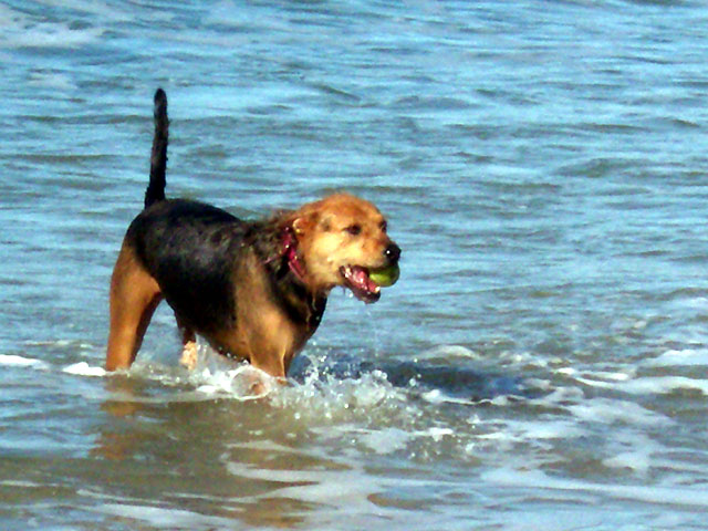Rompin' in the Surf
