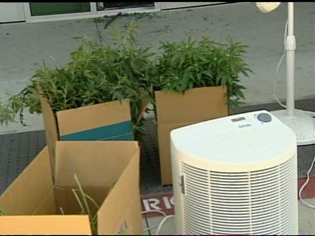 Pot Operation Discovered by Accident