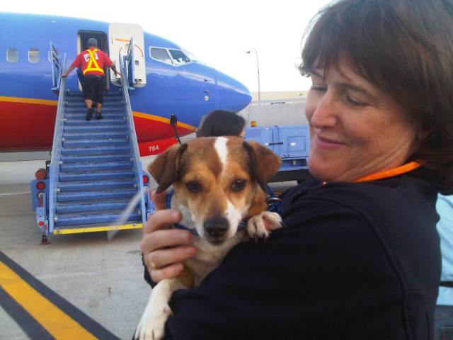 Displaced Sandy Pets Land in San Diego