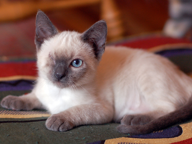 One-Eyed Kitten on the Mend